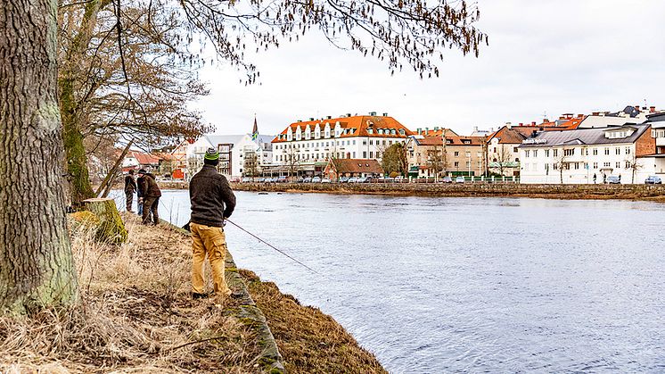 Årets första lax blev en riktig bjässe