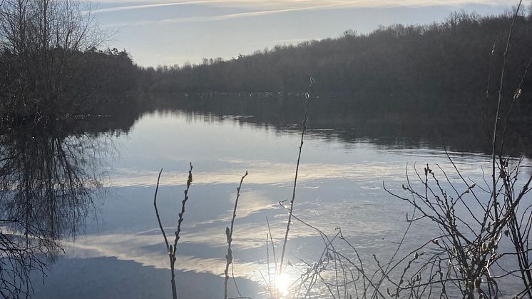 En av dammarna i Magle våtmark en tidig vårmorgon. 