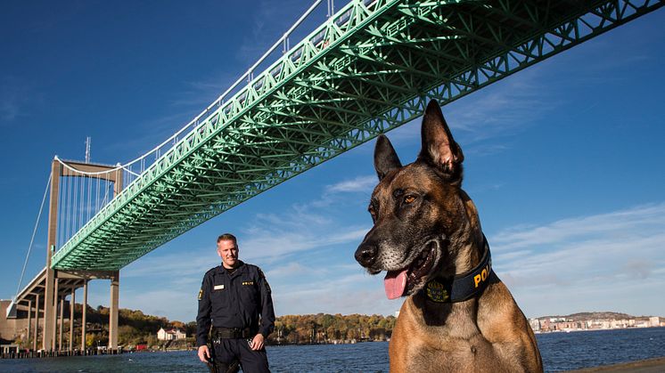 Herman är årets polishund 2015