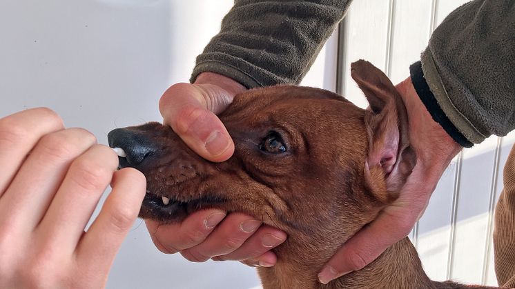 Provtagning för test av corona-smitta hos en av hundarna i studien. Foto: Maja Malmberg