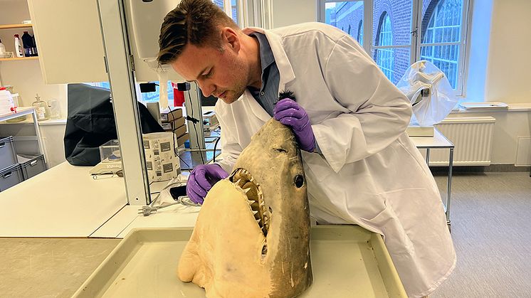 Biolog David Bernvi med ett vithajshuvud som förvaras på Naturhistoriska riksmuseet. Det användas bland annat i utbldningssyften. Foto Jonas Sverin 