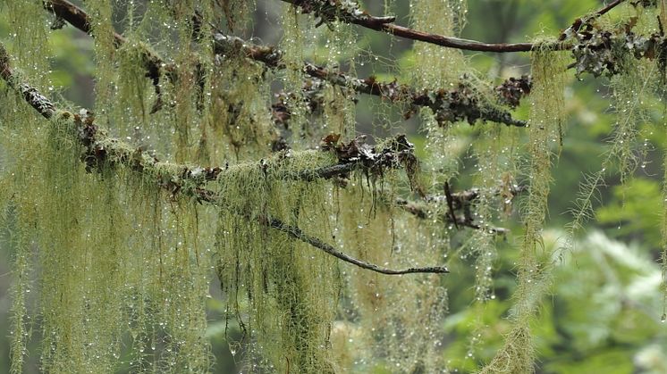 Hydrated thalli of Usnea longissima hanging from spruce branches in Skuleskogen National Park. Photo: Per-Anders Esseen