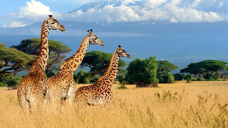 Three giraffe on Kilimanjaro mount background in National park of Kenya, Africa