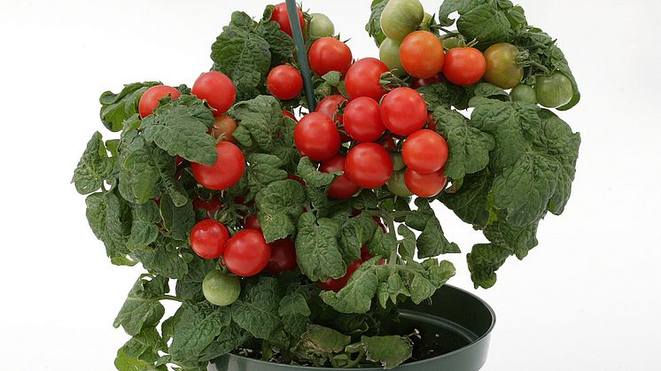 Tomatnyheter från Blomsterlandet
