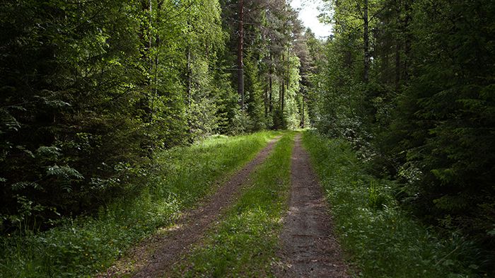 Foto: Jenny Svennås-Gillner, SLU 