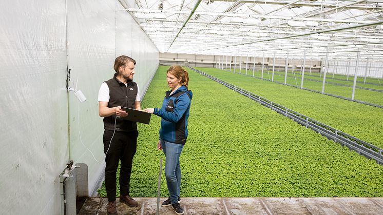 Lisa Lindström, odlingschef på Svegro och Erik Fredlund från Codon Consulting utvärderar datainsamling från pilotprojektet på basilika.