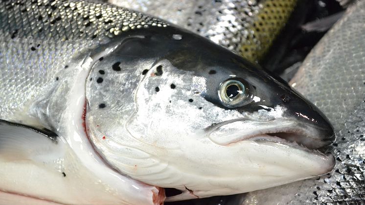 Nedbemanning på slakteriet i Rypefjord i Hammerfest fra årsskiftet