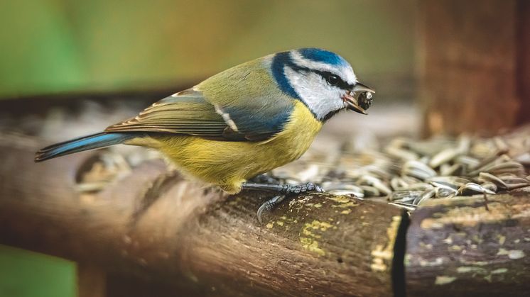 Les oiseaux le chantent sur les toits: chez Maxi Zoo, les boules de graines sont désormais sans filet!