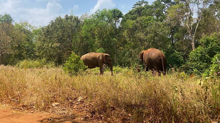 Ruby och Sambo på Elephant Valley Project i Kambodja - en djurvänlig fristad som tar emot turister med elefanternas bästa i fokus.