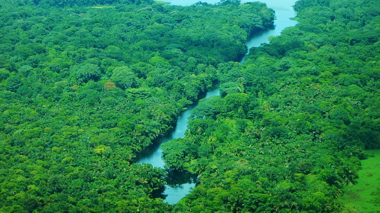 Verdens Skove vil på COP25 arbejde for, at skovene ikke bliver et handelsobjekt i kvoterne for, hvor meget et land kan udlede