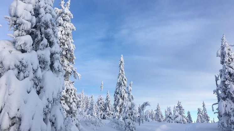 Lei ski fra SiO Athletica