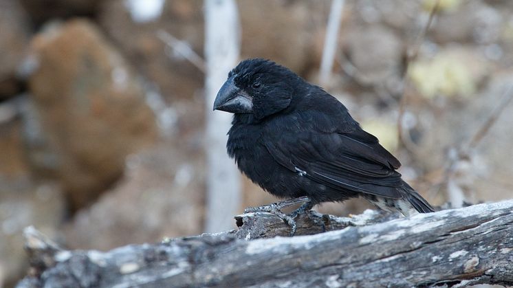 A Large Ground-finch (Geospiza magnirostris) on Daphne Major, Galápagos Islands, Ecuador. Photo: Erik Enbody