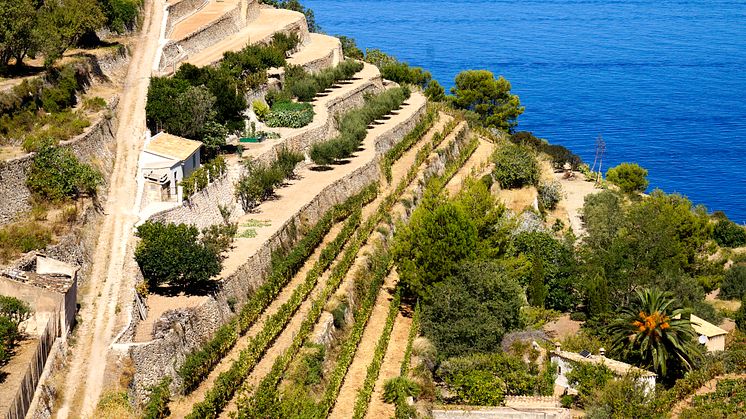 Vingård i Banyalbufar son vives, Mallorca