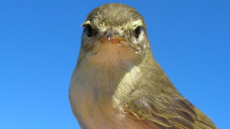 Flyttfåglar missar fördelarna med klimatförändringar
