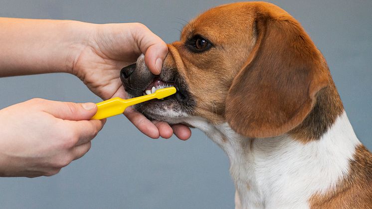 Tandborstning på hund. Foto: Peter Rutherhagen