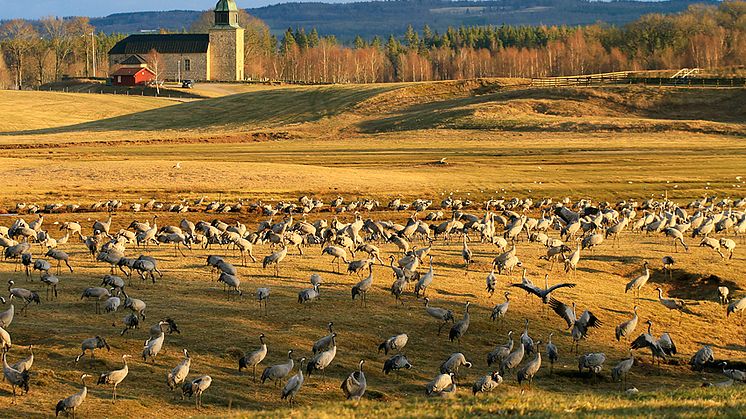 Tranorna, som kommer allt tidigare till Hornborgasjön, får nu ett bättre skydd. Foto: Martin Fransson