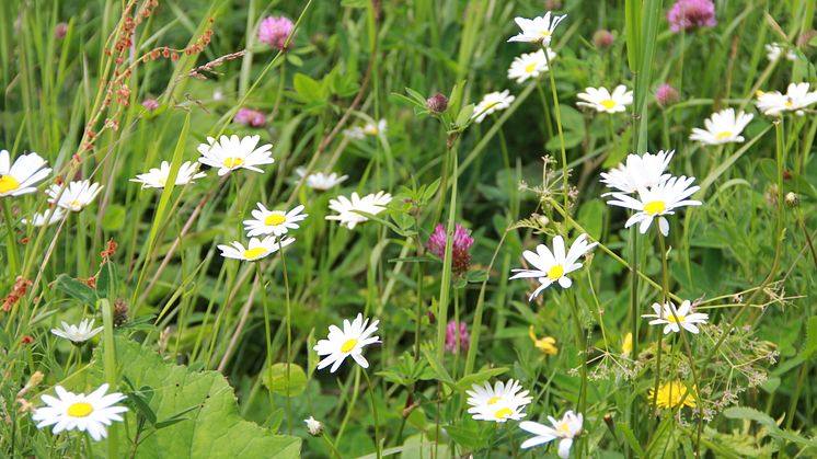 Sommarblommor