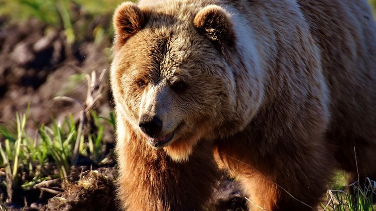 Inventera björnar i Dalarna tillsammans med Länsstyrelsen