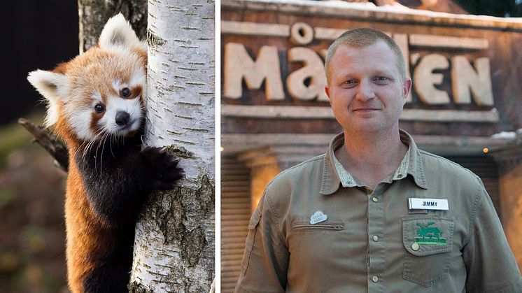 Röd panda och Jimmy Persson, Hållbarhetschef