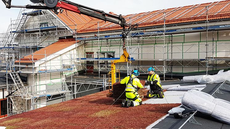 Veg Techs montörer lägger sedumtak i Lysekil