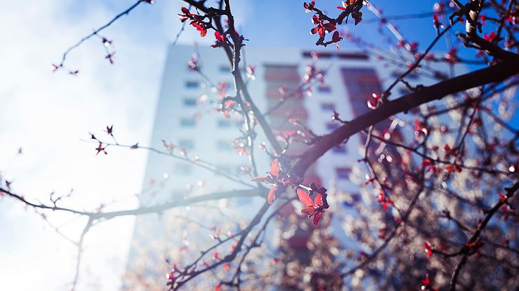 HMK har nu beslutat att hyreshöjningen ska bli 2,3 procent och gälla från 1 april 2019. Foto: Ola Jacobsen