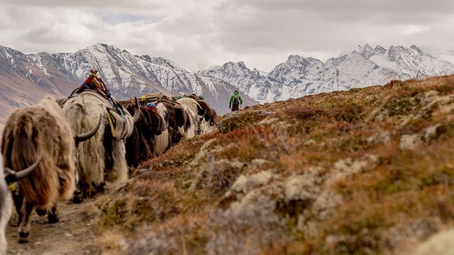 Yak-Trekking im Walliser Hochgebirge © Bertrand Carlier 