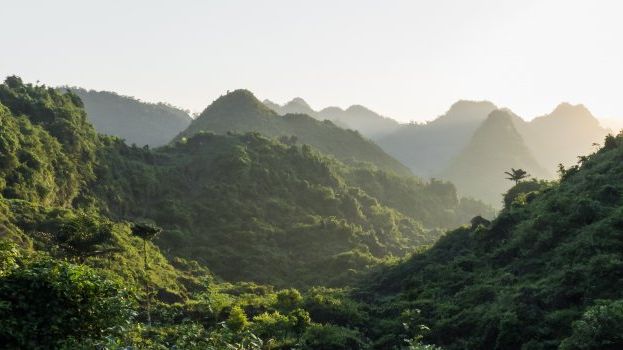 The Body Shop vil etablere et antal biobroer i den vietnamsiske regnskov for at fremme både biodiversitet og forhold for lokalsamfundene. Foto: Flickr/Gavin White