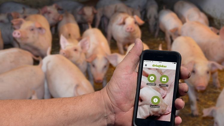Nyt digitalt værktøj optimerer svinebedriftsøkonomien