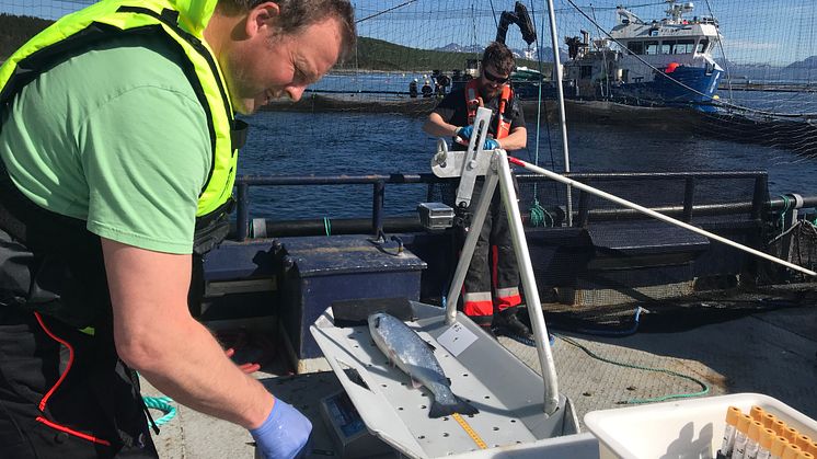 Roy-Inge Hansen har lang fartstid fra fiskehelsearbeid. 1. oktober er han på plass på Island.