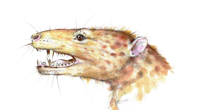 Kalaallitkigun jenkinsi exhibits the earliest known dentary with two rows of cusps on molars and double-rooted teeth. Art work by Marta Szubert