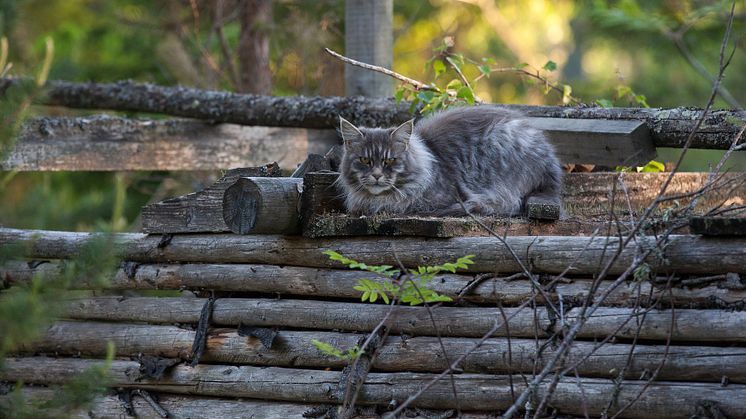 Utekatter löper mindre risk att drabbas av diabetes än innekatter, enligt en ny SLU-studie. Foto: Jenny Svennås-Gillner, SLU