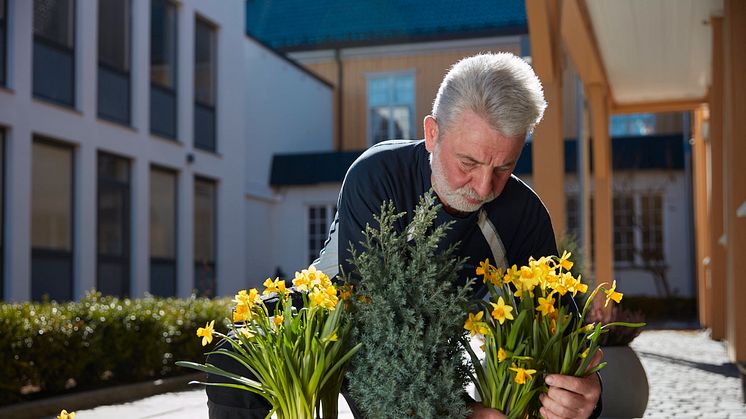 Vår driftsleder Eddie planter påskeliljer som normalt på Verket i Moss i år også.