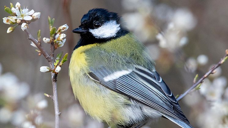 Talgoxe, Parus major major, Uppland. Foto: Tomas Carlberg