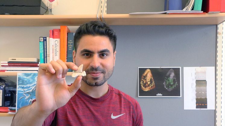 The lead author Mohamad Bazzi holding a lamniform shark tooth.   