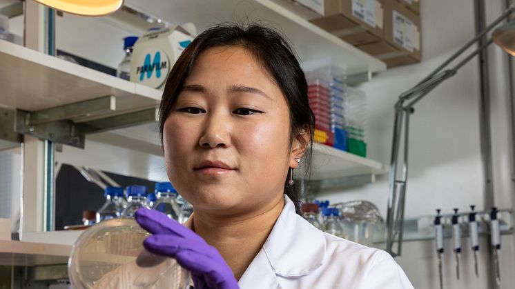 Att utföra laborationer har blivit svårare under coronapandemin. På bilden Helen Wang som studerar en viss typ av farliga bakterier med anslag från SSMF.