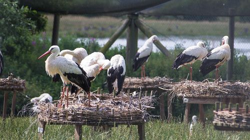 Avdelning Skåne bjuder in till Storkspaning och picknick