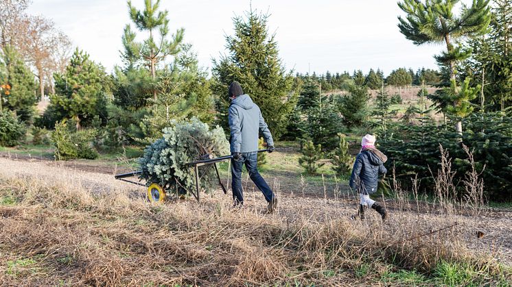 Den schönsten Baum zum Fest kann man in Brandenburg auch selber schlagen. Foto: TMB-Fotoarchiv/Steffen Lehmann.  