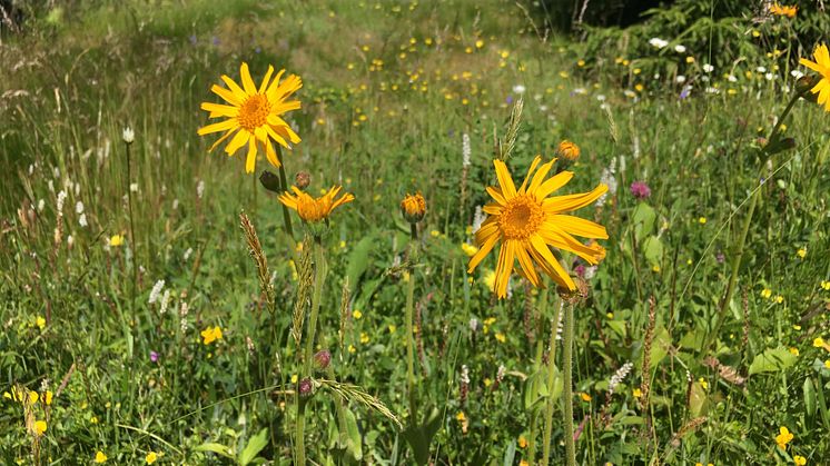 Slåttergubbe. Foto: Länsstyrelsen Värmland.