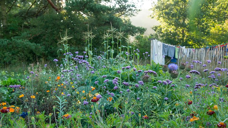 En trädgård skapades på en plats som många skulle bedöma som hopplös. Bild: Sophia Callmer