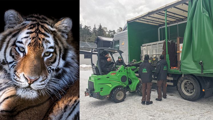 Starkt utrotningshotade tigrar till Kolmården 