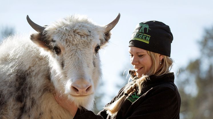 Artbevarande i fokus när Sveriges djurparker möts på Kolmården i veckan