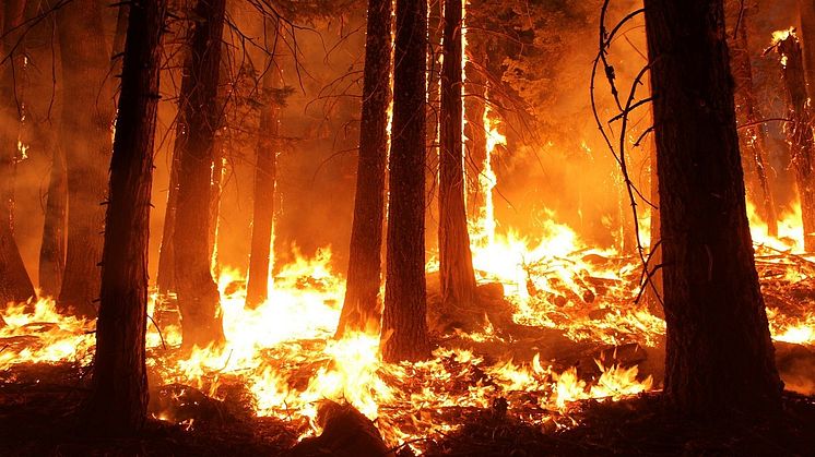 Perioder med växthusklimat och skogsbränder gav brandskyddade ekosystem. Creative commons.