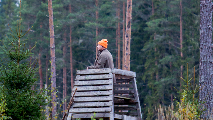  I år har alla jägare ett extra stort ansvar att hjälpa till i viltförvaltningen genom att samla in så många spillningsprover som möjligt från björnar. Foto Camilla Zilo, Länsstyrelsen 