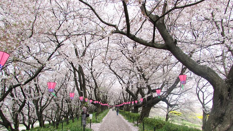 Satte Gongendo’s bank of cherry trees(2)