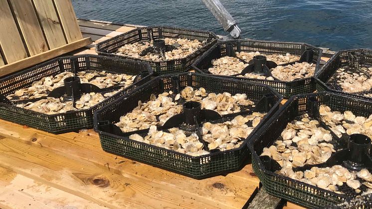 Ostrea fullbordar världens första vertikalt integrerade odling av det platta ostronet på svenska Västkusten