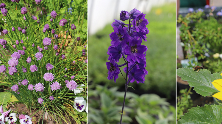 Blühende Kräuter, Rittersporn und Sonnenblumen ziehen Bienen an und eignen sich perfekt, um einen bienenfreundlichen Garten zu gestalten.