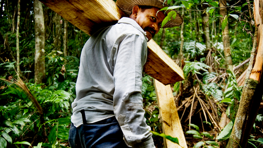FSC er ikke perfekt. Men salg af FSC certificeret tømmer er med til at give de mennesker som bor i regnskoven et bæredygtigt alternativ, som kan give dem et økonomisk incitament til at bevare skoven frem for at fjerne den.