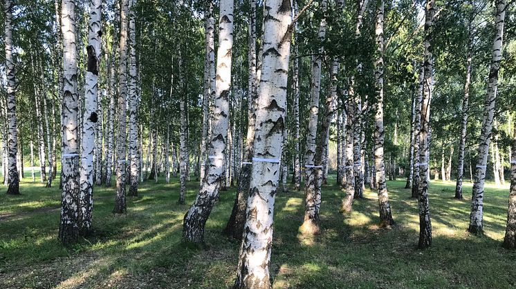 Kyrkogårdsförvaltningen vill gräva upp Järva DiscGolfPark och anlägga en begravningsplats med bilvägar, reningsdammar m m. För att få igenom ingreppet i kulturreservatet har man ljugit om dess omfattning, till exempel hur många träd som måste fällas.