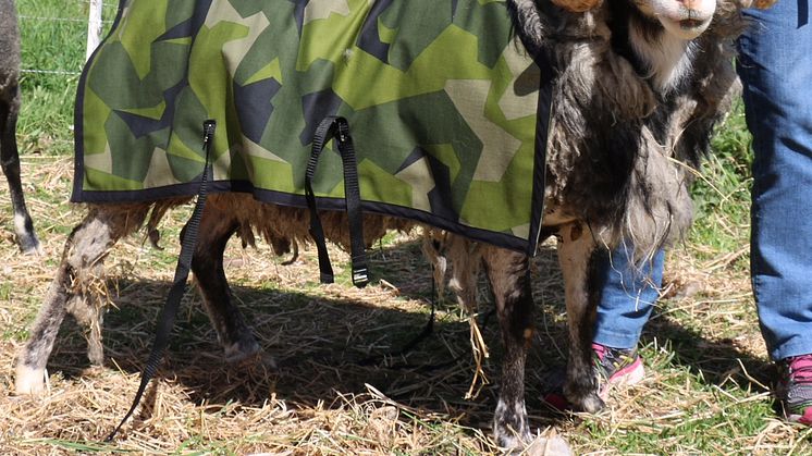 Baggen Harald V  Gotlands regementes maskot kommer att delta under ceremonin. Foto: Hans Håkansson/Försvarsmakten