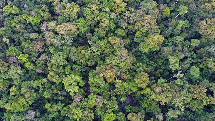 A research team has assessed how past climate changes have affected how the composition of tree species in one area differs from the composition of neighbouring areas on six continents. Photo: Getty Images